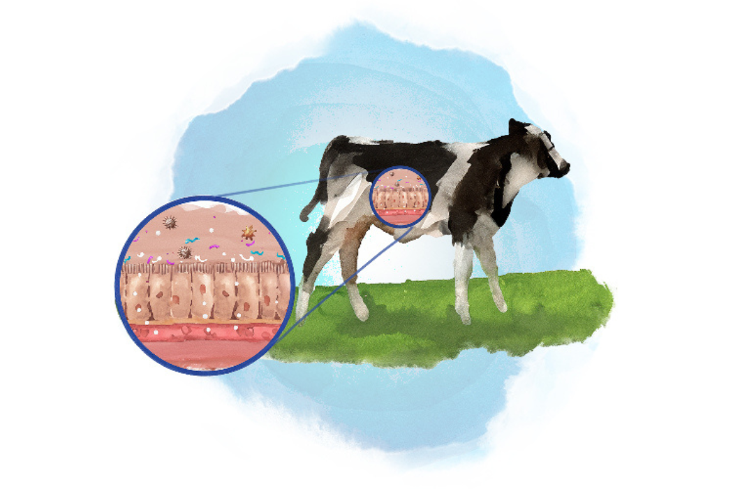 Drawn calf and fatty acids and trace minerals