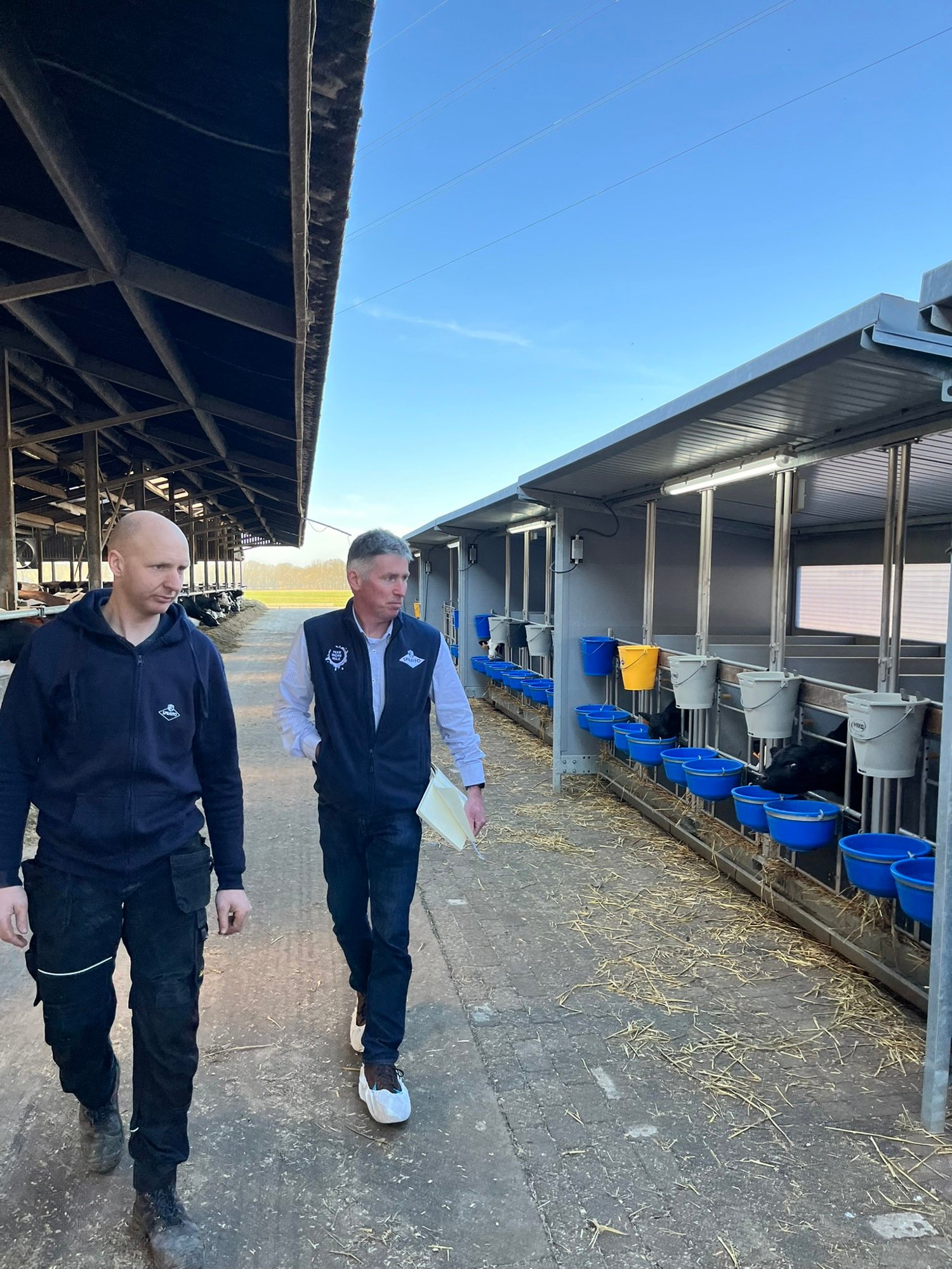 farmer checking his calves