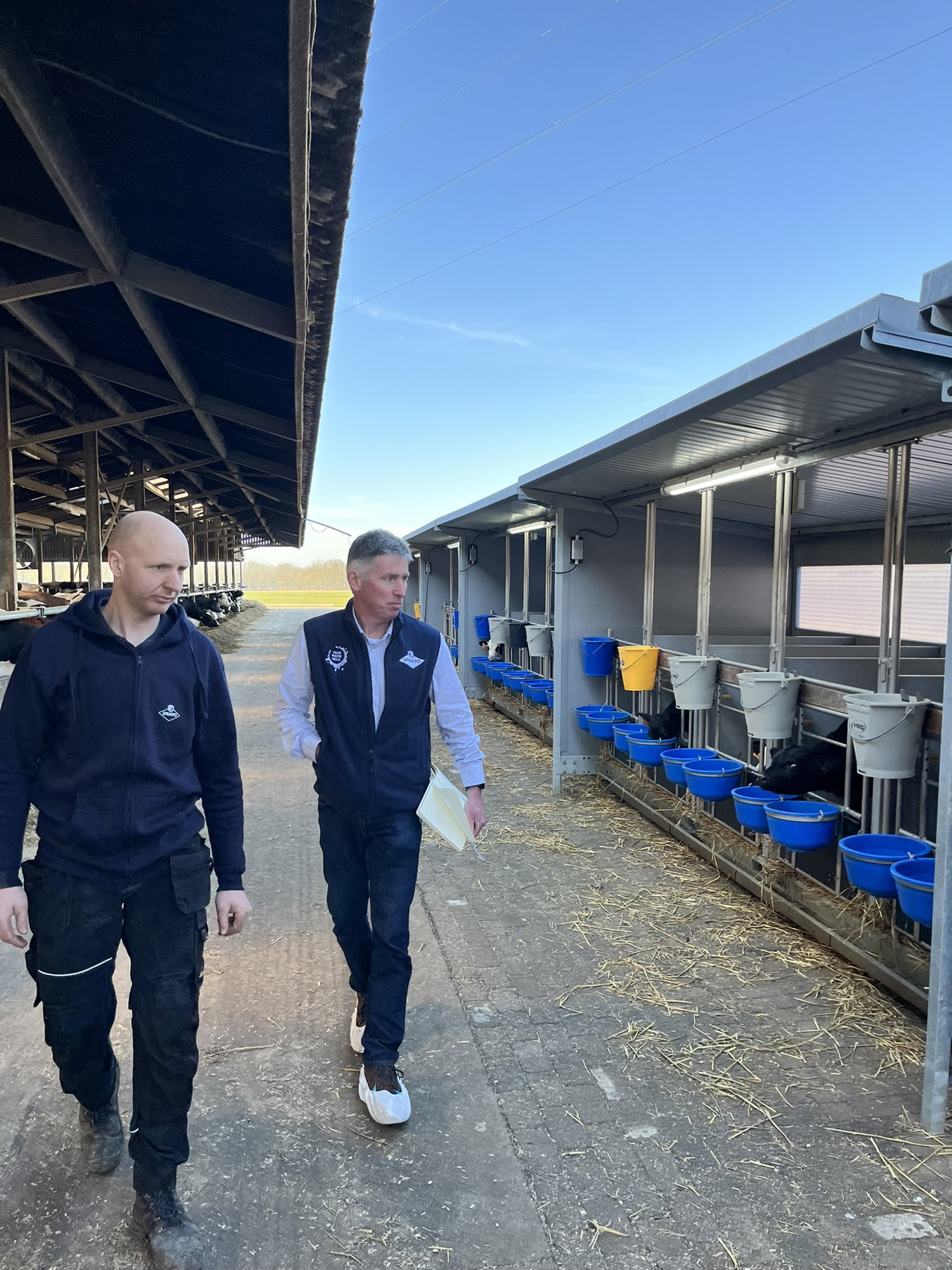 farmer checking his calves