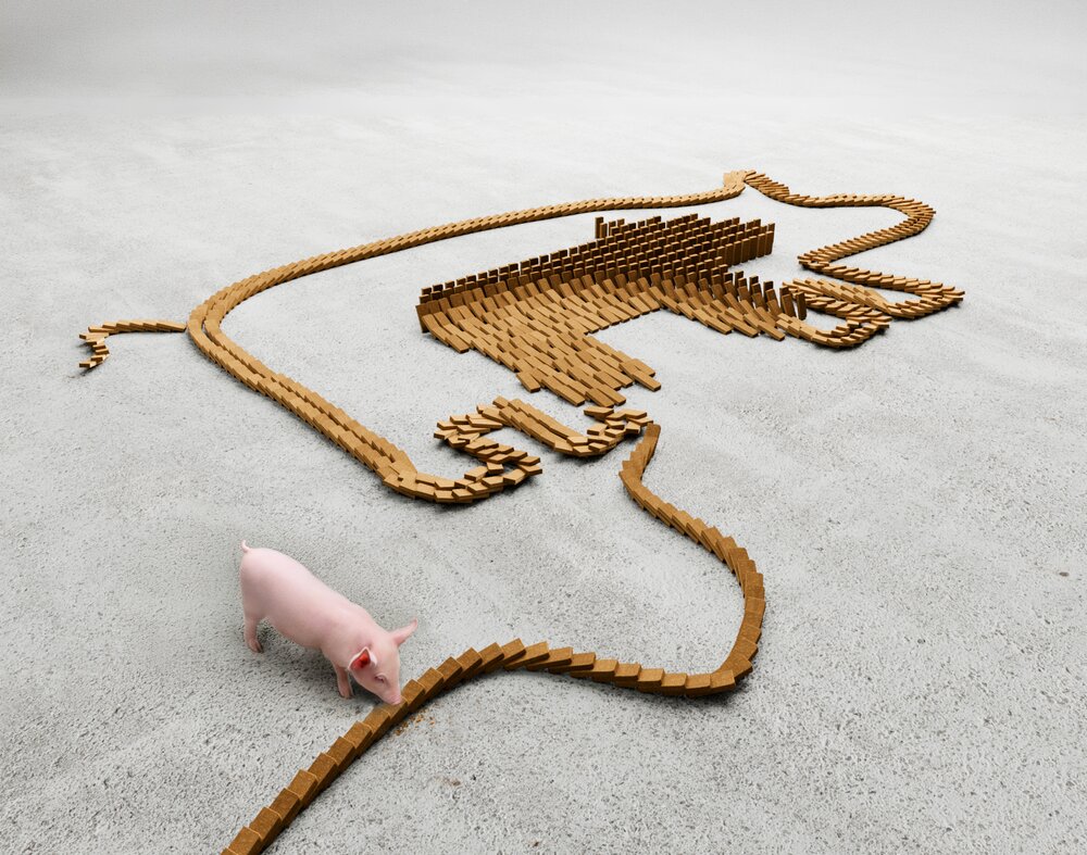 Les ActiBars de Milkiwean se sont installés en dominos formant une image d’une truie et d’un porcelet, avec un cochon mangeant l’une des barres