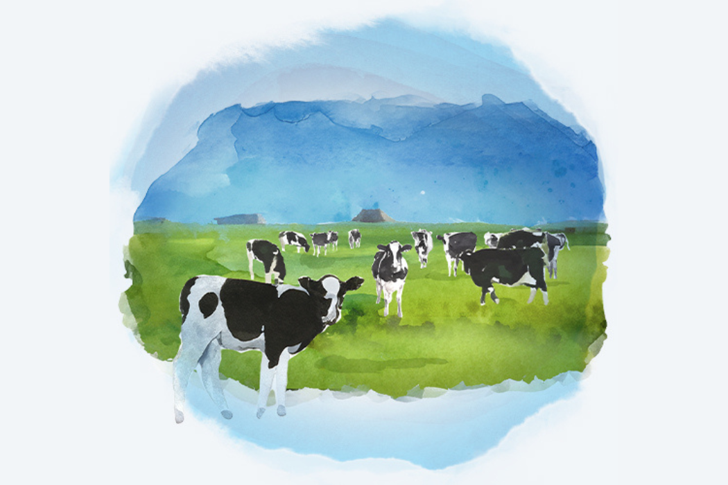 Drawn cows in a field