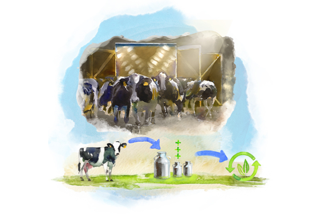 Drawn cows in a barn and sustainable milk production process
